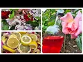 Download Lagu Making Rose Lemonade