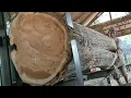 Download Lagu Horrifying discovery! Sawing a large, beautiful and expensive piece of teak wood