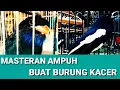 Download Lagu tengkek buto gacor speed lambat masteran suara burung asli jernih