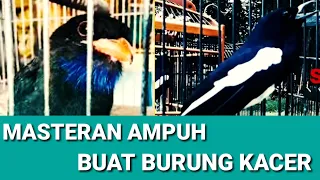 Download tengkek buto gacor speed lambat masteran suara burung asli jernih MP3