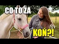 Download Lagu UJARZMIAM RÓŻOWEGO KUCYKA?! 😱😍