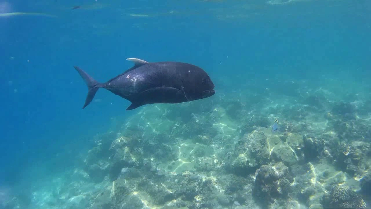 Swimming with the Jack Fish at Miniloc Island