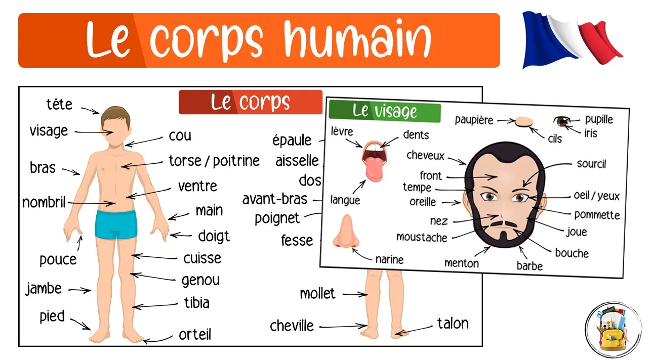 Apprendre Le Vocabulaire Du Corps Humain En Français - Les Parties Du Corps - Vocabulaire En Images