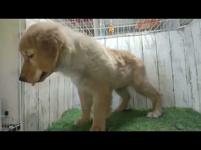 動画