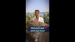 صياد سوداني يظفر بصيد نادر لسمكة ضخمة بقرية العقال ريفي مدينة دنقلا بالولاية الشمالية 