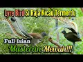 Download Lagu lyrebird, SUARA KICAU TERMERDU DI DUNIA, cocok buat masteran semua jenis burung mewah