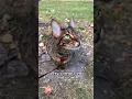 Download Lagu Kucing berkicau dan berceloteh untuk menarik mangsa! #outdoorsavannah