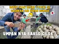 Lagu PAKE UMPAN BAKSO !GK NYANGKA BAKALAN STRIKE IKAN BESAR DI SALURAN AIR RUMAH JEPANG !