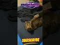 Download Lagu This cat is so cute #fun #funny #funnyvideo #funnyanimals #funnyshorts #shortvideo #cat #catshorts