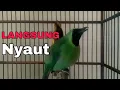 Download Lagu Suara panggilan cucak ijo, Buat memikat yang susah bunyi dan memikat ijo liar