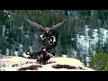 AMAZING LIFE OF BIRDS | Full Wildlife Documentary