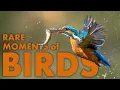 Download Lagu AMAZING LIFE OF BIRDS | Full Wildlife Documentary
