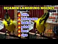 Download Lagu Dijamin langsung ngunci‼️Master Sogon Full Materi Mewah