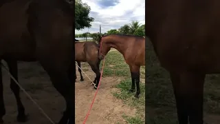 التزاوج بين الخيول دندنها