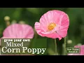 Sow Right Seeds Mixed Corn Poppy