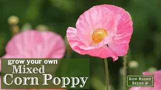 Sow Right Seeds Mixed Corn Poppy