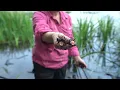 Yellow Flag Iris - When to remove benthic barrier