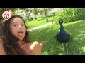 Funny Peacock Attacking People - Funniest Animals s 2019