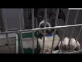 Humane Society of Central Texas asks for public s help as shelter exceeds maximum capacity