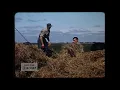 Download Lagu Friesland Schaap I, 1950-1958