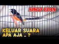 Download Lagu Suara Murai Singo Edan Apa Aja ❓ Launching NzR Pasmar 2