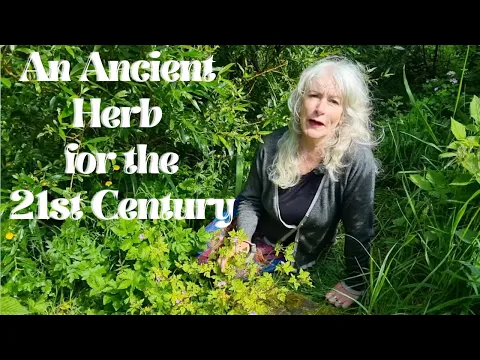 Download MP3 An Ancient Herb for the 21st Century