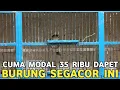 Download Lagu MODAL 35 RIBU SUDAH BIKIN BAHAGIA !! SUARANYA CADAS TEMBAKANNYA BUAS CILILIN HITAM AJA LEWAT