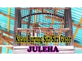 Kicau Burung Siri-Siri Juara 1 \