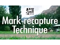 Ant Course Presents Mark-recapture Technique