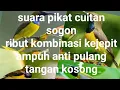 Download Lagu suara pikat cuitan sogon ribut kombinasi burung kejepit ampuh anti pulang tangan kosong