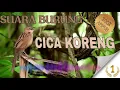 Download Lagu Masteran Suara Burung | Cica Koreng | Tatakriak