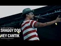 Download Lagu Shaggy Dog - Hey Cantik Live at Cravier 2018