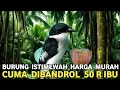 Download Lagu DI LUAR AKAL ! |  HARGA 50'RB SUARANYA SETAJAM INI | BURUNG MASTERAN JINJING BATU