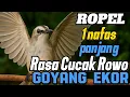 Download Lagu Burung trucukan gacor ropel 1 nafas panjang volume cucak rowo