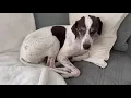 Transform Your Couch Experience TAOCOCO Waterproof Sofa Cover Review Dog-Approved