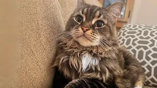 Adoptó a un gato callejero, pero creció comportándose como un perro fiel.