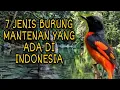 Download Lagu jenis burung mantenan yang ada di indonesia