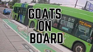 Goats on Board
