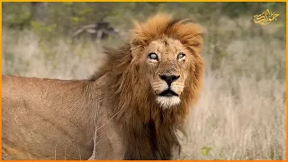 أسد مابوزا ذو العين الرمادية  أكثر الأسود توسعا  وسيطرة دندنها