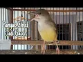 Download Lagu ciblek semi MUDA HUTAN gacor untuk PANCINGAN ciblek agar ikut bunyi