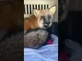 Download Lagu Maak kennis met Piper Fox! De nieuwste bewoner van Clevyr! Ze heeft sponsors nodig om haar te ste...