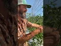 Prune Your Tomatoes Like a Pro