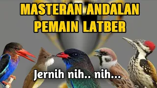 masteran andalan murai batu lomba suara jernih materi tembakan roll besetan kasar mudah masuk