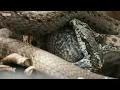 Iguana vs Snakes (Full Clip) | Planet Earth II | BBC Earth