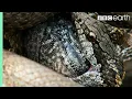 Download Lagu Iguana vs Snakes (Full Clip) | Planet Earth II | BBC Earth