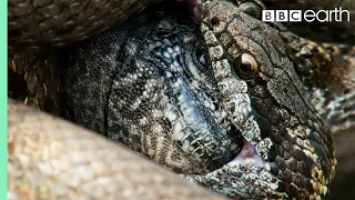 iguana vs snakes full clip planet earth ii bbc earth