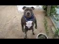 What people think having Pitbull dogs is like