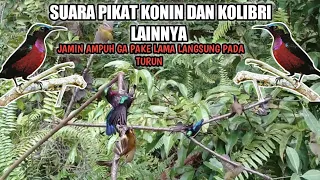 SUARA PIKAT BURUNG KONIN, KOLIBRI, BURUNG KECIL DLL || DIJAMIN SEKALI PUTAR LANGSUNG TURUNN❗❗