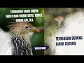 Download Lagu Suara Masteran Tembakan BURUNG Guira Cuckoo: Bikin Burung Jadi Gacor Maksimal!
