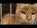Elderly shelter cat had weeks to live So this woman adopted him